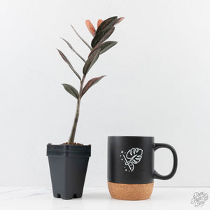 Zamioculcas Zamiifolia "Raven ZZ" Pink Variegated (wk29-UK)