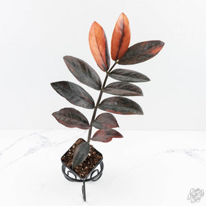 Zamioculcas Zamiifolia "Raven ZZ" Pink Variegated (wk29-UK)