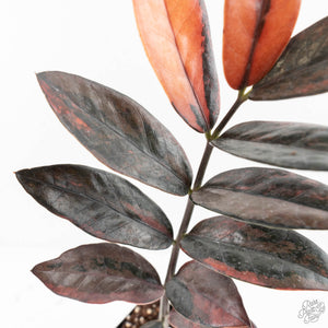 Zamioculcas Zamiifolia "Raven ZZ" Pink Variegated (wk29-UK)