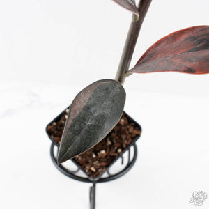 Zamioculcas Zamiifolia "Raven ZZ" Pink Variegated (wk29-UK)