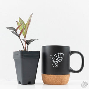 Zamioculcas Zamiifolia "Raven ZZ" Pink Variegated (wk24-UB)
