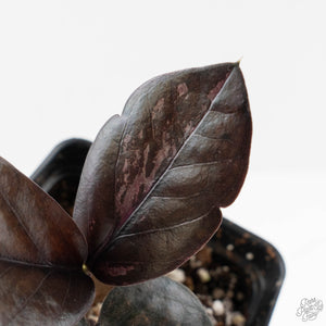 Zamioculcas Zamiifolia "Raven ZZ" Pink Variegated (wk40-U155)