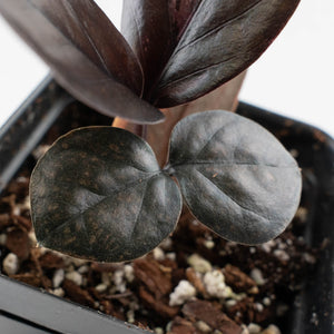 Zamioculcas Zamiifolia "Raven ZZ" Pink Variegated (wk40-U155)