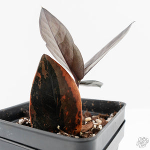 Zamioculcas Zamiifolia "Raven ZZ" Pink Variegated (wk40-U155)
