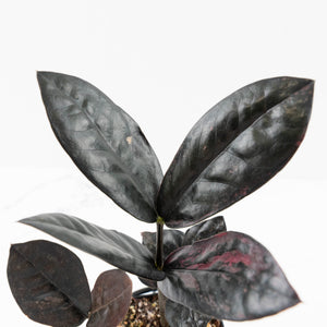 Zamioculcas Zamiifolia "Raven ZZ" Pink Variegated (wk32-U92)