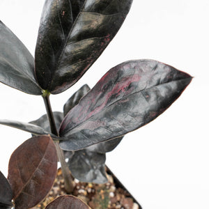 Zamioculcas Zamiifolia "Raven ZZ" Pink Variegated (wk32-U92)
