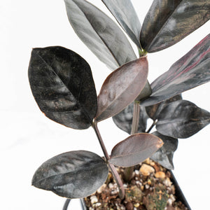 Zamioculcas Zamiifolia "Raven ZZ" Pink Variegated (wk32-U92)