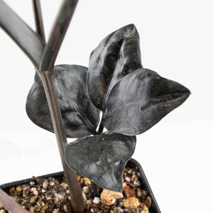 Zamioculcas Zamiifolia "Raven ZZ" Pink Variegated (wk32-U92)