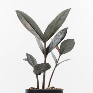 Zamioculcas Zamiifolia "Raven ZZ" Pink Variegated (wk32-U92)