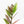 Zamioculcas Zamiifolia 