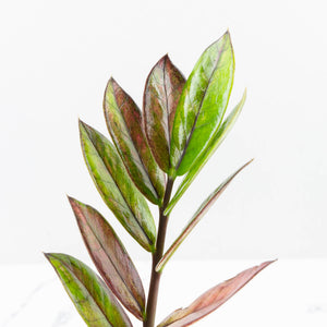 Zamioculcas Zamiifolia "Raven ZZ" Pink Variegated (wk32-UA)