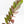 Zamioculcas Zamiifolia 