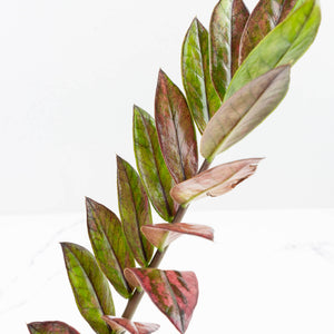 Zamioculcas Zamiifolia "Raven ZZ" Pink Variegated (wk32-UA)