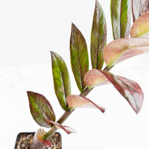 Zamioculcas Zamiifolia "Raven ZZ" Pink Variegated (wk32-UA)