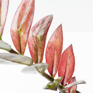 Zamioculcas Zamiifolia "Raven ZZ" Pink Variegated (wk32-UA)