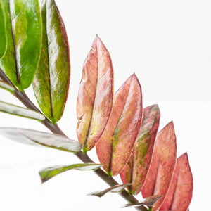 Zamioculcas Zamiifolia "Raven ZZ" Pink Variegated (wk32-UA)