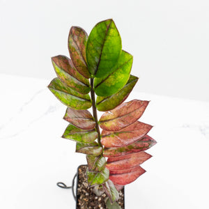 Zamioculcas Zamiifolia "Raven ZZ" Pink Variegated (wk32-UA)