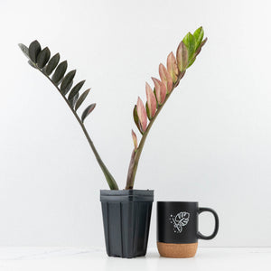 Zamioculcas Zamiifolia "Raven ZZ" Pink Variegated (wk32-UA)