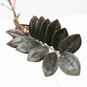 Zamioculcas Zamiifolia "Raven ZZ" Pink Variegated (wk32-UA)