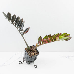 Zamioculcas Zamiifolia "Raven ZZ" Pink Variegated (wk32-UA)