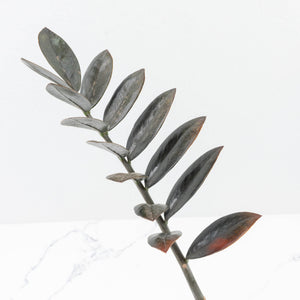 Zamioculcas Zamiifolia "Raven ZZ" Pink Variegated (wk32-UA)