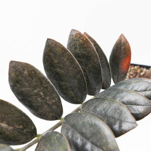Zamioculcas Zamiifolia "Raven ZZ" Pink Variegated (wk32-UA)