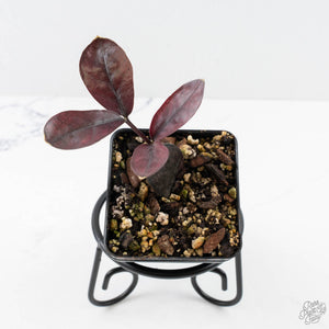 Zamioculcas Zamiifolia "Raven ZZ" Pink Variegated (wk26-UC)