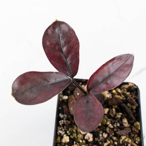 Zamioculcas Zamiifolia "Raven ZZ" Pink Variegated (wk26-UC)