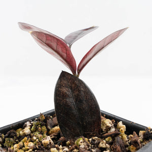 Zamioculcas Zamiifolia "Raven ZZ" Pink Variegated (wk26-UC)
