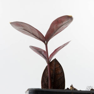 Zamioculcas Zamiifolia "Raven ZZ" Pink Variegated (wk26-UC)