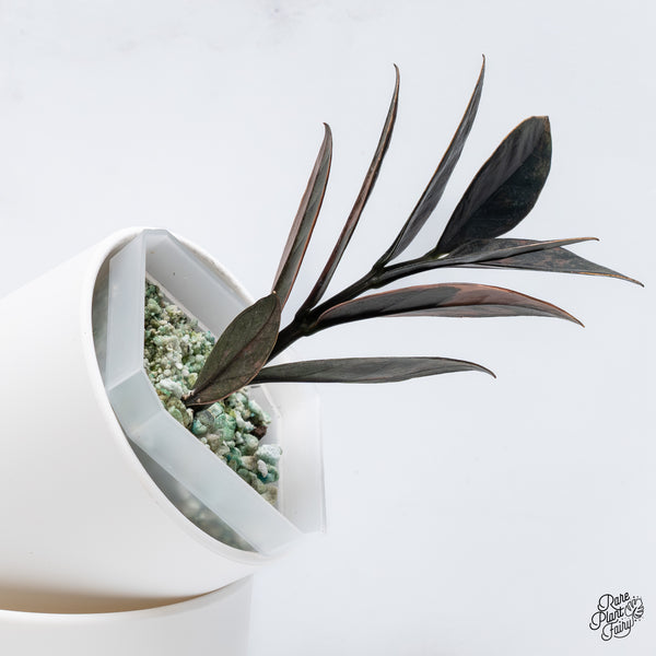 Zamioculcas Zamiifolia "Raven ZZ" Pink Variegated (wk36-N)