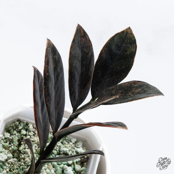 Zamioculcas Zamiifolia "Raven ZZ" Pink Variegated (wk36-N)