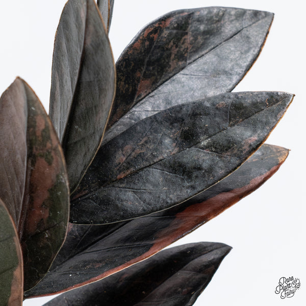 Zamioculcas Zamiifolia "Raven ZZ" Pink Variegated (wk36-N)