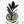 Zamioculcas Zamiifolia 