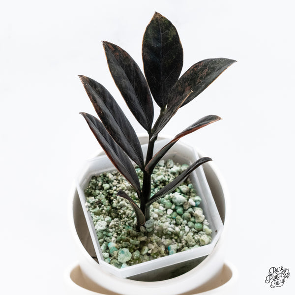 Zamioculcas Zamiifolia "Raven ZZ" Pink Variegated (wk36-N)