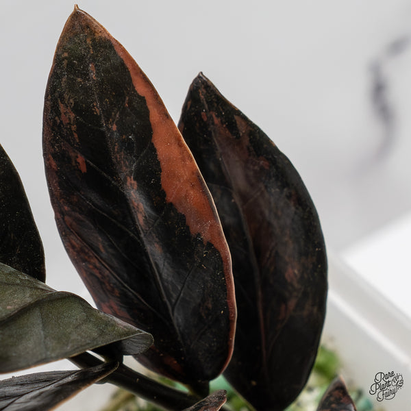 Zamioculcas Zamiifolia "Raven ZZ" Pink Variegated (wk47-UL)