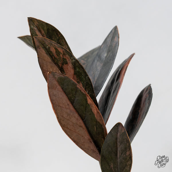 Zamioculcas Zamiifolia "Raven ZZ" Pink Variegated (wk47-UL)