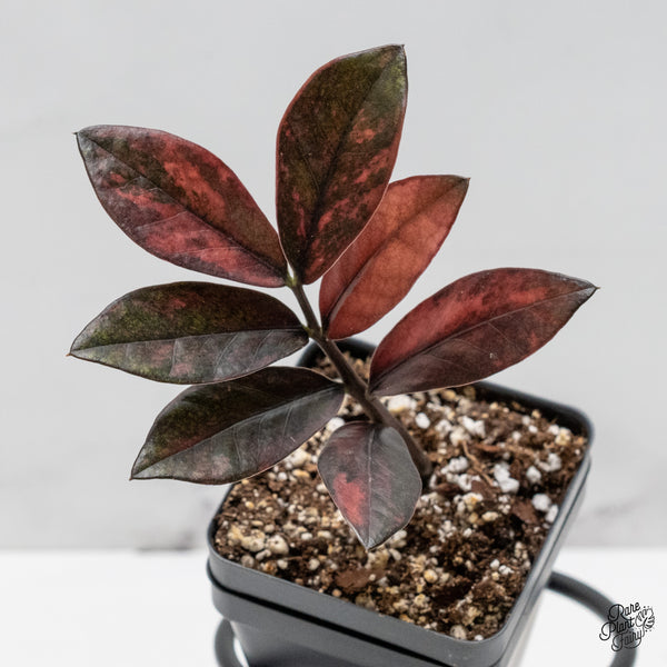 Zamioculcas Zamiifolia "Raven ZZ" Pink Variegated (wk48-UO)