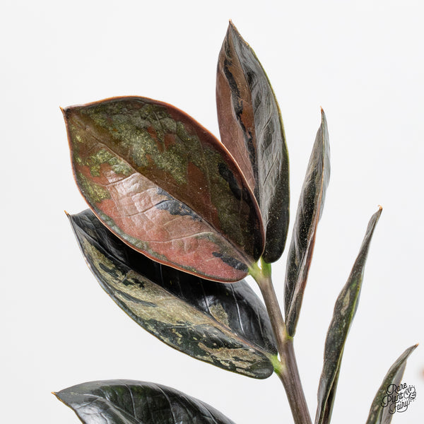 Zamioculcas Zamiifolia "Raven ZZ" Pink Variegated (wk50-UH)