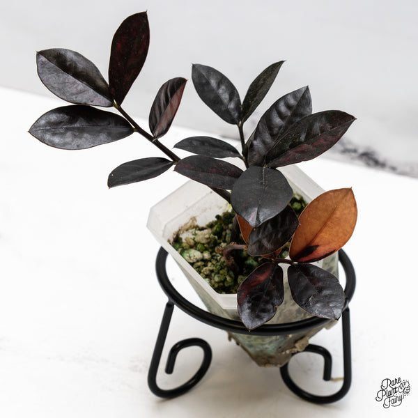 Zamioculcas Zamiifolia "Raven ZZ" Pink Variegated (wk51-UN)