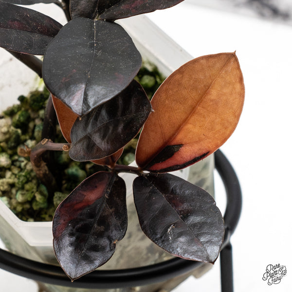 Zamioculcas Zamiifolia "Raven ZZ" Pink Variegated (wk51-UN)