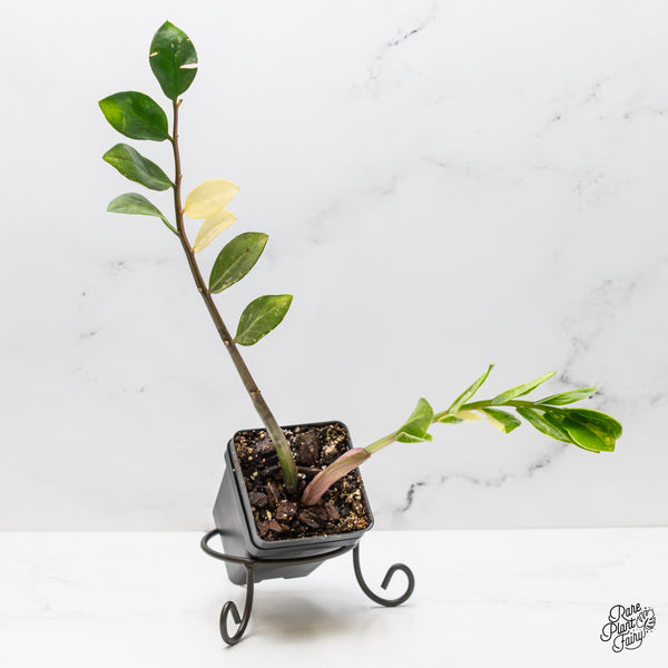 Zamioculcas Zamiifolia "ZZ" Aurea Variegated (wk51-F)