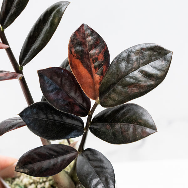 Zamioculcas Zamiifolia "Raven ZZ" Pink Variegated (wk49-UF)