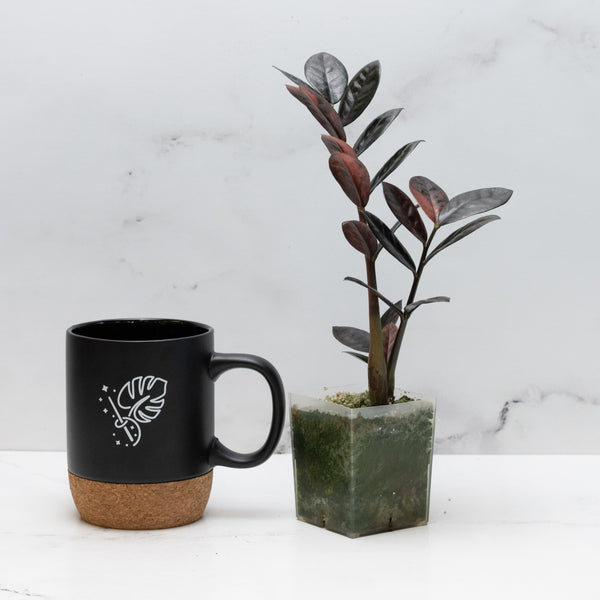 Zamioculcas Zamiifolia "Raven ZZ" Pink Variegated (wk49-UF)