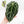 Anthurium Zara '14' x Black Widow '13' by DocBlock® (wk18-N)