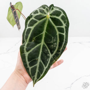 Anthurium Zara '14' x Black Widow '13' by DocBlock® (wk18-N)
