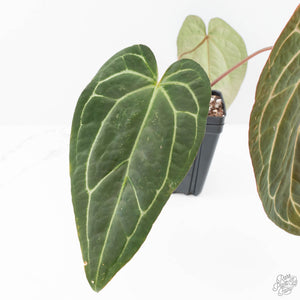Anthurium Zara '14' x Black Widow '13' by DocBlock® (wk21-X)