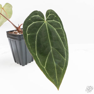 Anthurium Zara '14' x Black Widow '13' by DocBlock® (wk21-X)