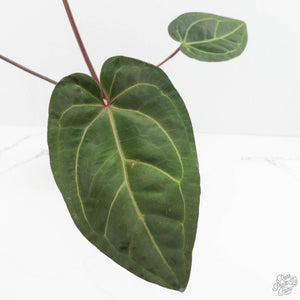 Anthurium Zara '29' x Dark and Handsome '9' by DocBlock® (wk18-Z)