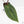 Anthurium Zara '29' x Dark and Handsome '9' by DocBlock® (wk18-Z)